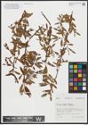 Foto von Salix alba L. x Salix fragilis L.